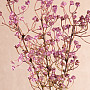 PURPLE GYPSOPHYLLA