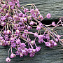 PURPLE GYPSOPHYLLA