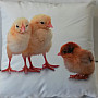 Decorative pillowcase CHICKEN