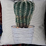 Tapestry pillow-case CACTUS 5