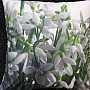 Decorative pillow-case SNOWDROP