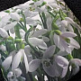 Decorative pillow-case SNOWDROP