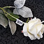 Rose white 65 cm