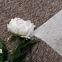 Loop rug IMAGO 91 brown / gray