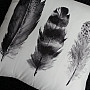 Pillow-case 45x45 FEATHERS black