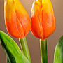 Tulips mix colors