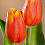 Tulips mix colors