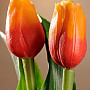 Tulips mix colors