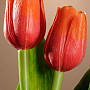 Tulips mix colors