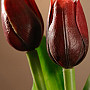 Tulips mix colors