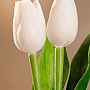 Tulips mix colors