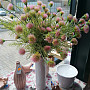 Cornflower pink 56 cm