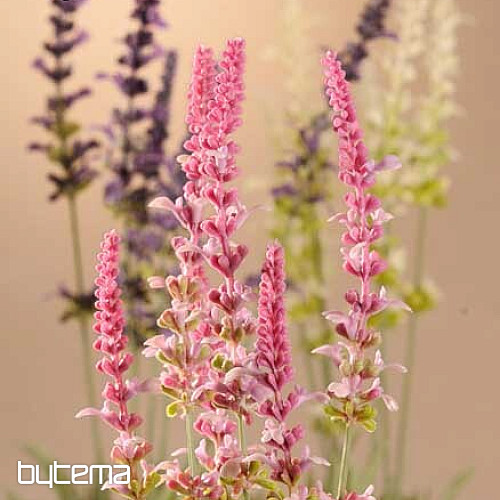 Garden Lavender bundle 46 cm purple