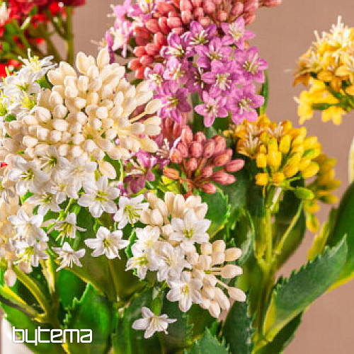 KALANCHOE PURPLE