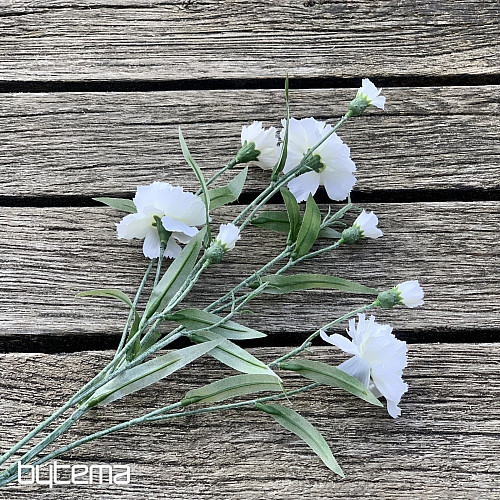 WHITE CARNATION