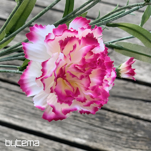 CARNATION pink and white