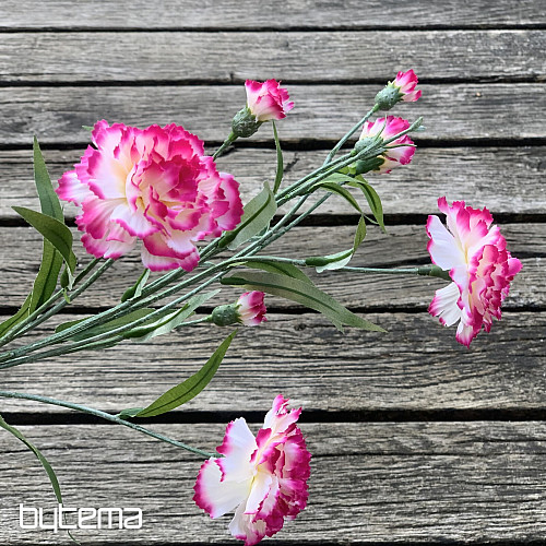 CARNATION pink and white