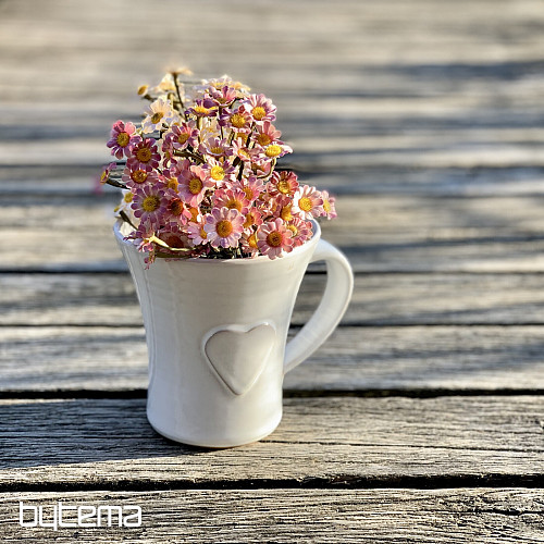 PINK CHAMOMILE