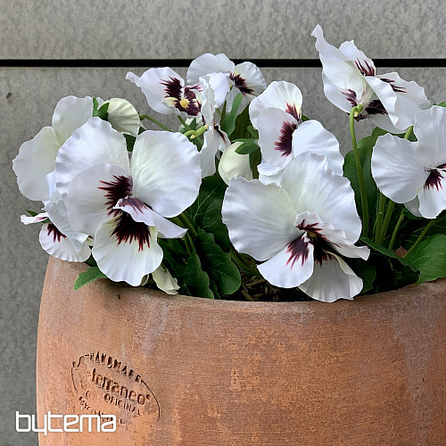 PANSY