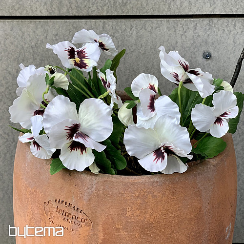 PANSY