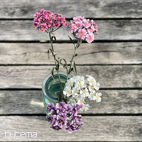 PURPLE CARNATION