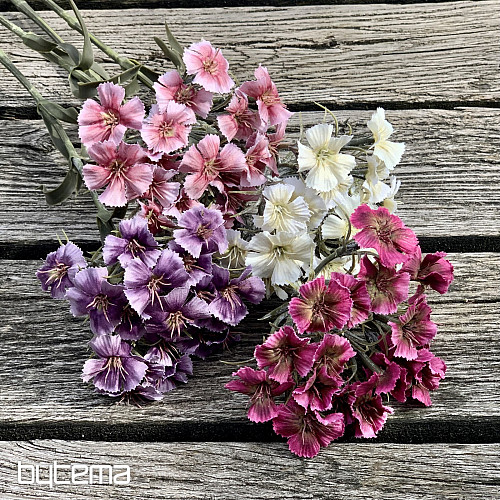 PURPLE CARNATION