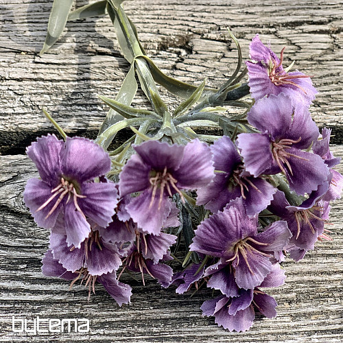 PURPLE CARNATION