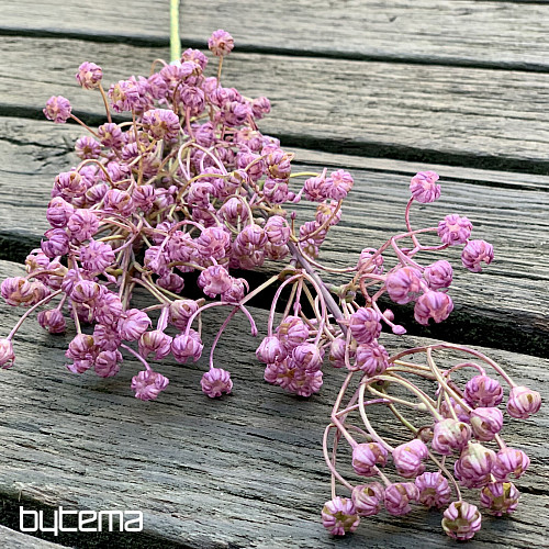 PURPLE GYPSOPHYLLA