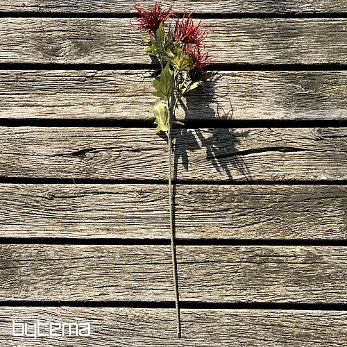 DRY WILD SEA HOLLY RED