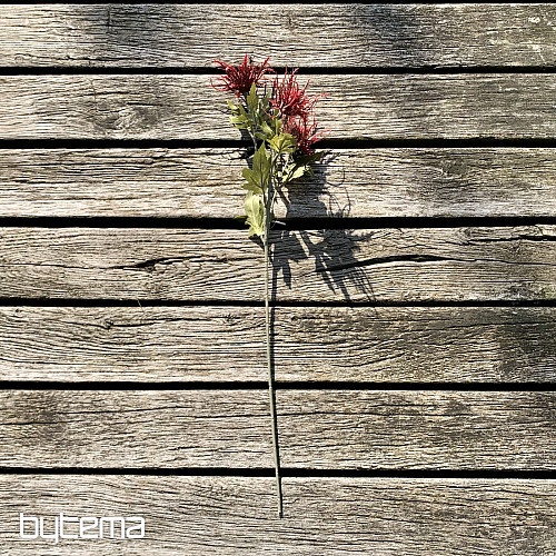 DRY WILD SEA HOLLY RED