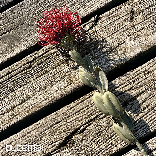 DRY SMALL PROTEA RED
