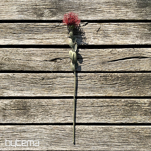 DRY SMALL PROTEA RED