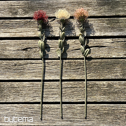 DRY SMALL PROTEA WHITE