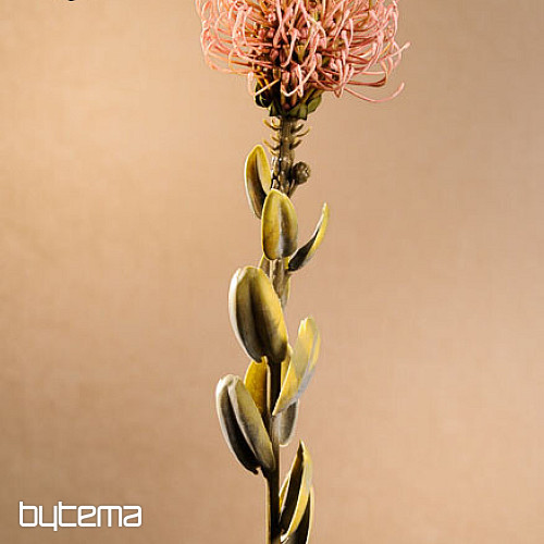 DRY SMALL PROTEA PINK