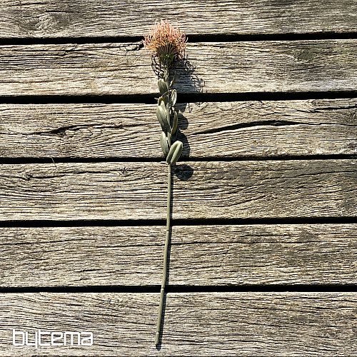 DRY SMALL PROTEA PINK