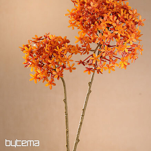 DRY CROWN FLOWER ORANGE