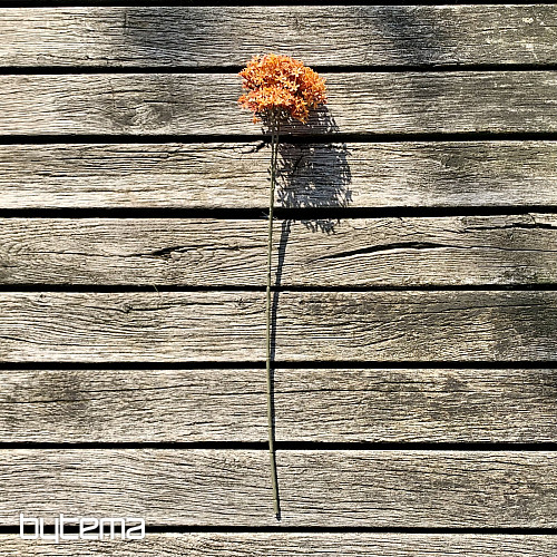 DRY CROWN FLOWER ORANGE