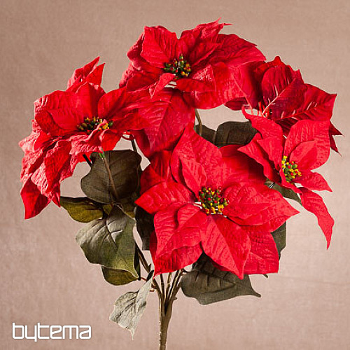 Christmas rose TRS RED