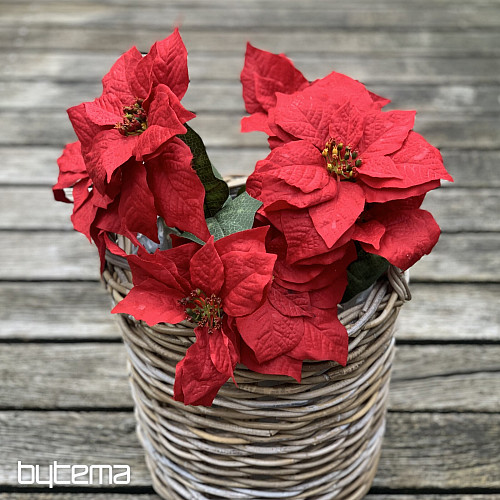Christmas rose TRS RED
