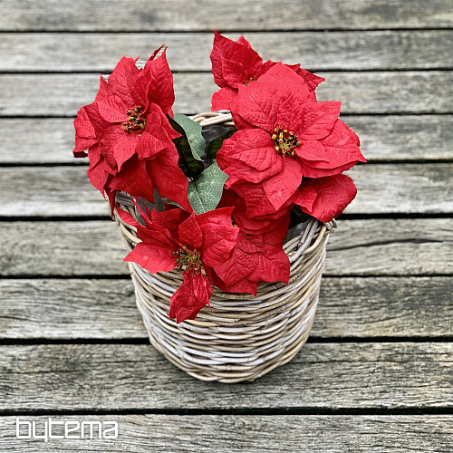 Christmas rose TRS RED