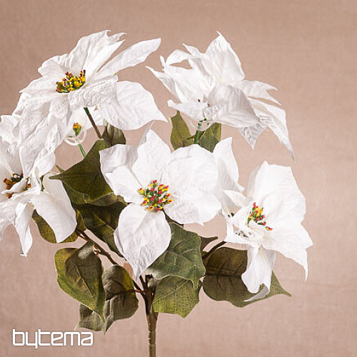 Christmas rose TRS WHITE