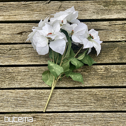 Christmas rose TRS WHITE