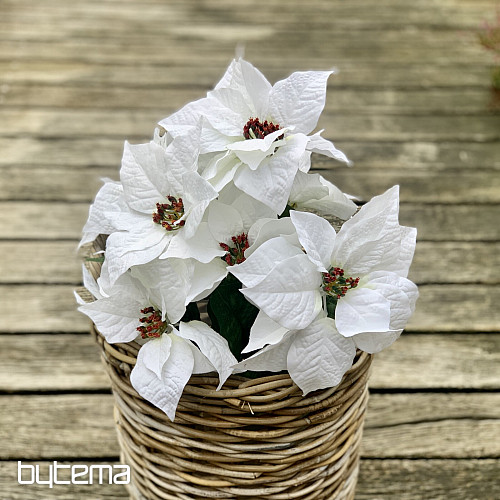 Christmas rose TRS WHITE