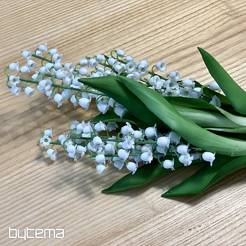 LILY OF THE LONG LIVING