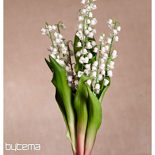 LILY OF THE LONG LIVING