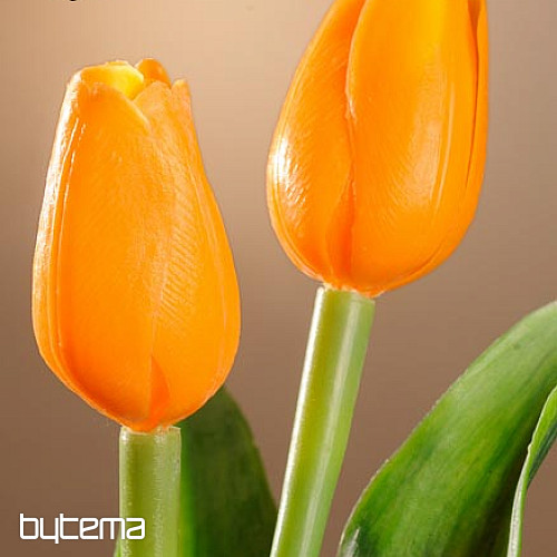 Tulips mix colors