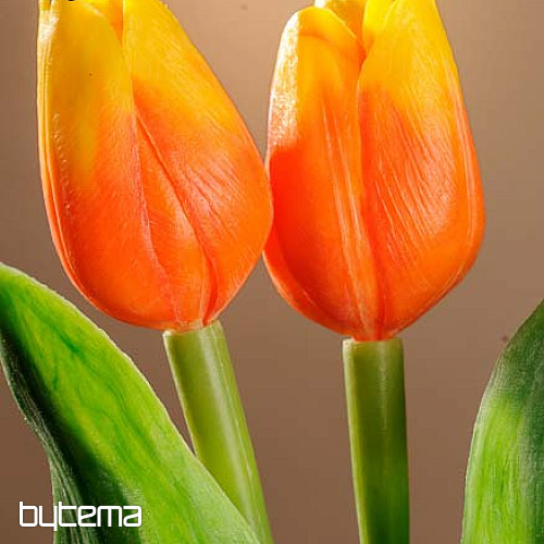 Tulips mix colors