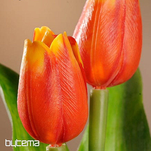 Tulips mix colors