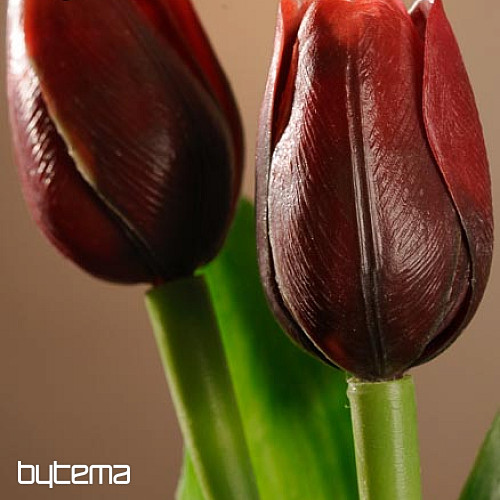 Tulips mix colors