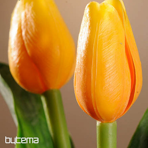 Tulips mix colors